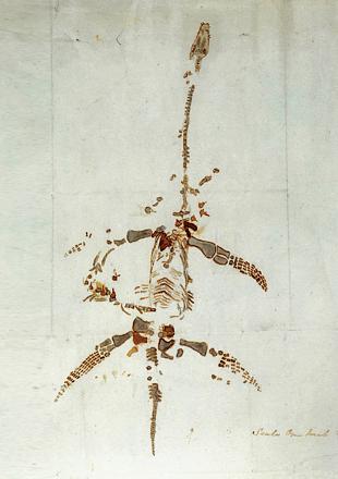 Page from a letter by Mary Anning, carefully showing the various fossil bones of a plesiosaurus, drawn as a complete skeleton.