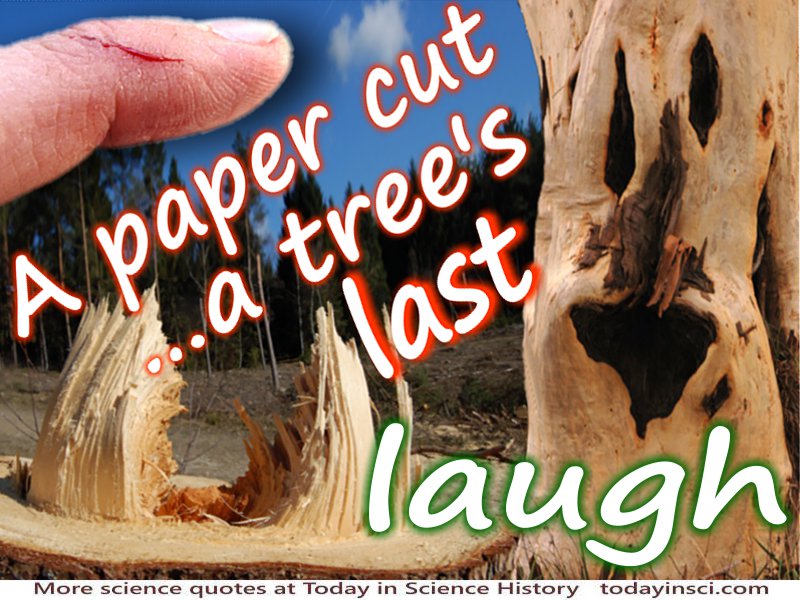  Anonymous quote A Paper Cut… A Tree's Last Laugh