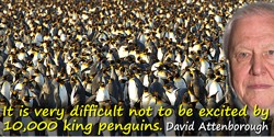 David Attenborough quote: It is very difficult not to be excited by 10,000 king penguins.
