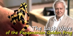 David Attenborough and close up of Panamanian Golden Frog
