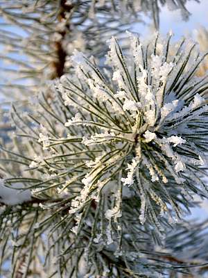 Photo of branch of pine needles with heavy frost crystals closeup.