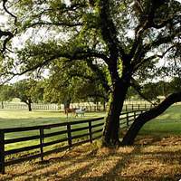 Photo of field with perimeter rail fence, tree beside fence, horses inside fence
