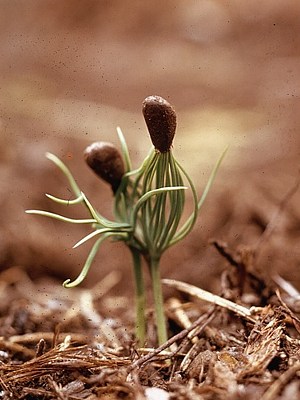 Sequoia seedling. Photographer Gene Daniels, from National Archive.