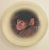 Thumbnail - Test tube baboon