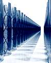 Alley formed by two lines of closely spaced vertical transparent cylinders each containing DNA helix