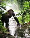 Thumbnail of gorilla in jungle stream