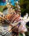 Thumbnail of closeup of a lionfish