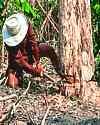 Thumbnail photo of lumberjack felling Thailand rainforest tree with axe - Josch13 Pixabay CC0