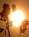 Thumbnail photo of sun shining through stalks of cereal crop