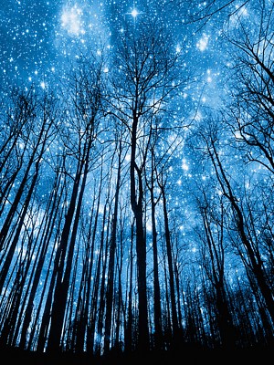 Bare trees silhouette against starry sky