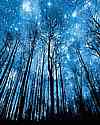 Trees silhouetted against starry sky