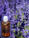 Thumbnail of lavender flowers and small glass bottle of essential oil