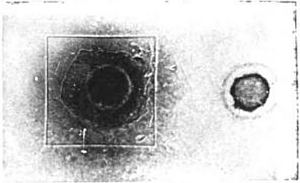 The Result of Niewenglowski's Experiment