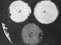 Phosphorescence caused by induced Radio-Activity, by Professor Curie