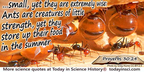  Bible quote: …small, yet they are extremely wise: Ants are creatures of little strength, yet they store up their food