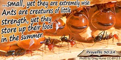  Bible quote: …small, yet they are extremely wise: Ants are creatures of little strength, yet they store up their food