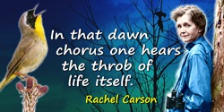 Rachel Carson quote: In that dawn chorus [of birds] one hears the throb of life itself.