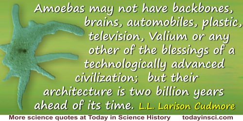 L.L. Larison Cudmore quote: Ah, the architecture of this world. Amoebas may not have backbones, brains, automobiles, plastic, te