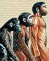 Thumbnail illustration of progression by evolution from an ape form, through nanderthal to modern man.