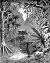 Thumbnail of illustration of virgin forest, plate 8.