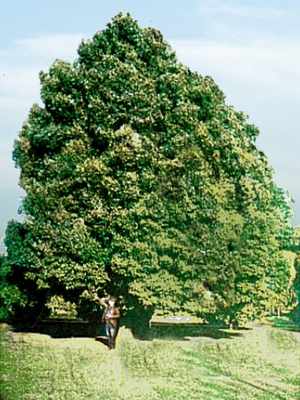 Photo of camphor tree