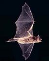 Thumbnail - Little brown bat
