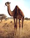 First camel advertisement in America Thumbnail - First camel advertisement in America