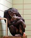 Photo thumbnail of a lonely chimpanzee