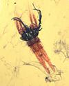 Copepod, stained, magnified 200x 0.5mm, reduced as thumbnail image