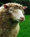 Thumbnail - Dolly cloned sheep born