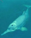 Thumbnail - Yangtze freshwater dolphin extinct