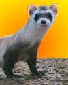 Thumbnail - Black-footed ferret
