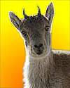 Thumbnail - Pyrenean ibex extinct