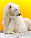 Thumbnail - Oldest polar bear