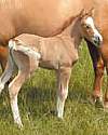 Thumbnail - First cloned horse