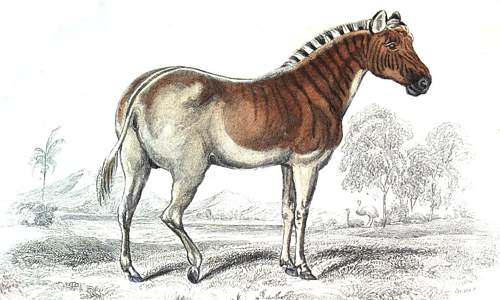 Book plate of Quagga, watercolor art by Charles Hamilton Smith