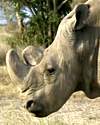 Thumbnail - Last male northern white rhino