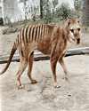 Thumbnail - Tasmanian tiger extinct