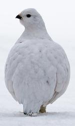 Photo Willow Ptarmigan standing in snow, white winter plumage, grouse-like bird, rear view, head turned left, black beak and eye
