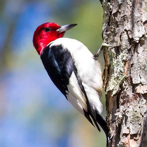 Photo of Red-Headed Woodpecker clinging to vertical tree trunk, ready to peck.