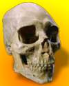 Thumbnail - Kennewick Man skull discovery