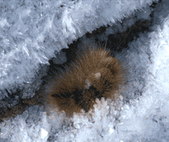 Animated gif of a caterpillar w/ long brown fur-looking hairs, tucked under rock, ice crystals forming on it as it freezes