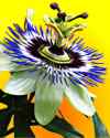Photo of a passion flower, closeup
