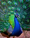 Thumbnail - Peacock National Bird of India