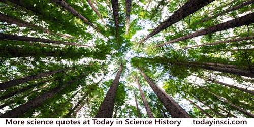 Photo looking upwards from ground. A circle of tree trunks reaching upward converging at the sky