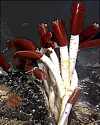 First hydrothermal vent life Thumbnail - First hydrothermal vent life