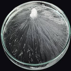 Petri dish with evaporated film of crystal needles on the bottom CC-by-4.0 credit Milos Aleksandric