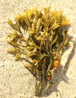 Kelp Seaweed