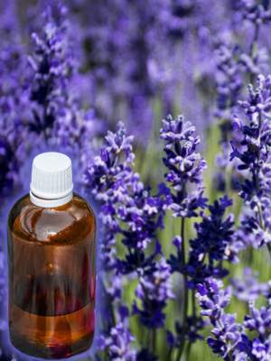 Photo of lavender flowers in bloom with small brown glass bottle inset
