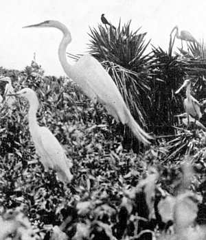 Photo of egrets and spoonbill